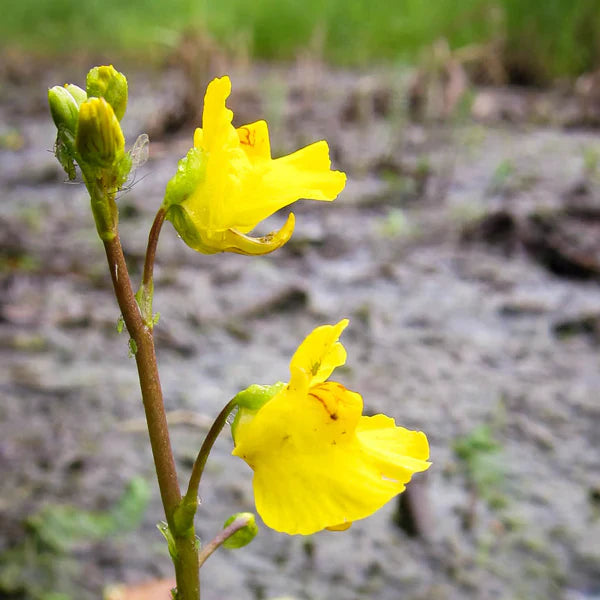 Gelb utricularia blume samen for anpflanzung