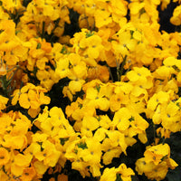Gelb wallflower pflanze with bright fragrant blumen