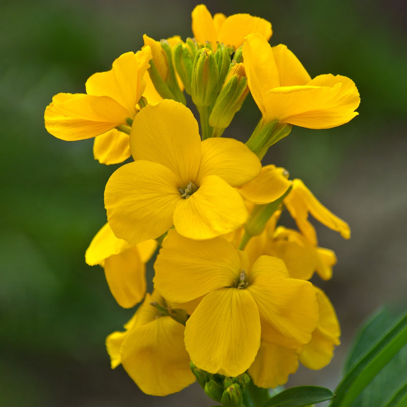 Gelb wallflower blume samen for easy anpflanzung