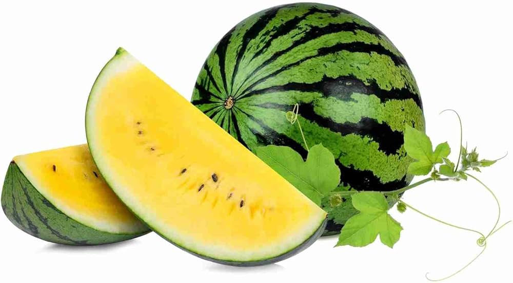 Gelbe watermelon seedlings sprouting aus organic samen