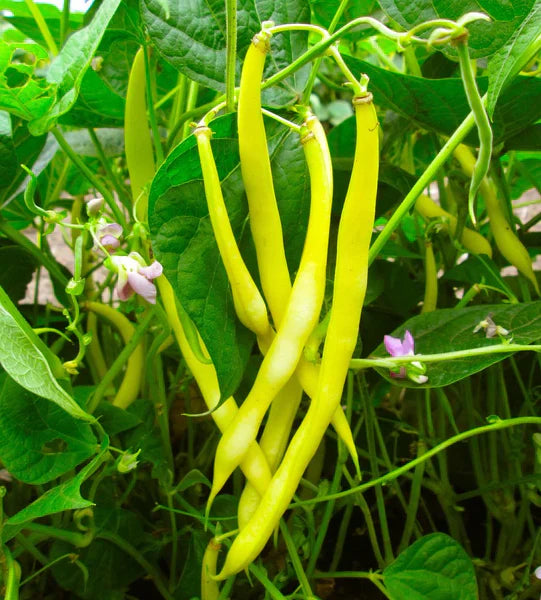 Freshly harvested gelbe wax bush beans aus garten