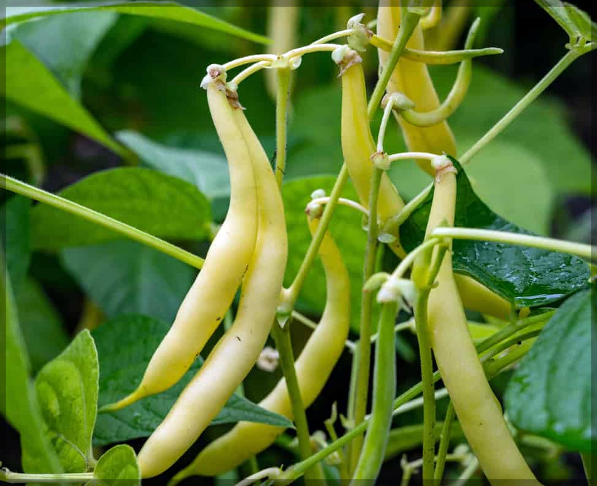 Mature gelbe wax bush bean pflanze with grüne foliage