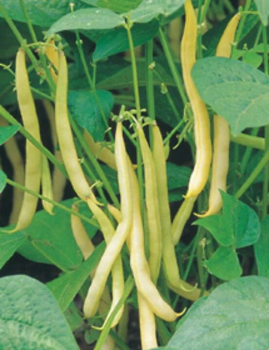 Gelbe wax bush bean samen für home gemüse garten aussaat