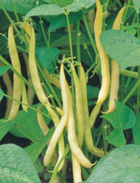Gelbe wax bush bean samen für home gemüse garten aussaat