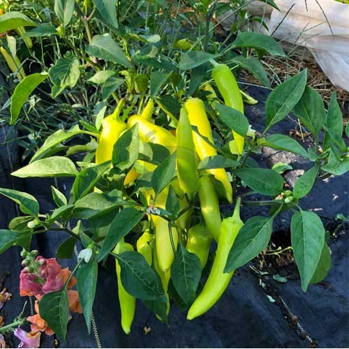Hungarian gelbe wax pepper pflanzen wachsend in garten
