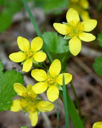 Close-up of gelb wetland blume blooms