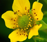 Gelb wetland blume samen for anpflanzung