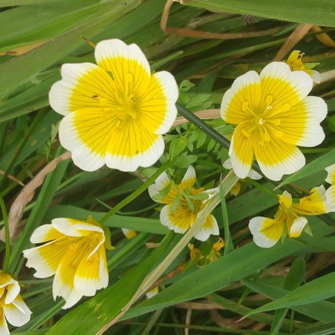 Gelb and weiß blume samen – limnanthes douglasii anpflanzung guide