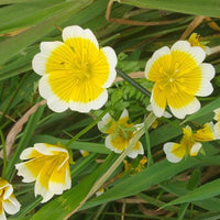Gelb and weiß blume samen – limnanthes douglasii anpflanzung guide