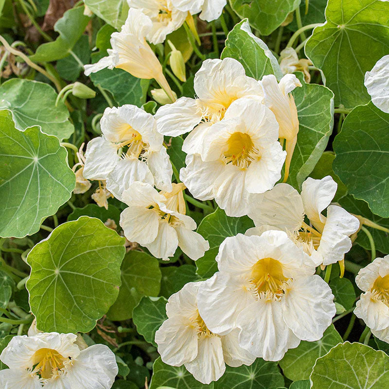 Gelb weiß flowering milkmaid samen – non-gmo garten pflanze