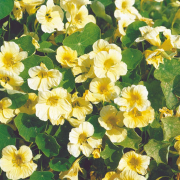 Gelb weiß milkmaid samen for anpflanzung – elegant blume blooms
