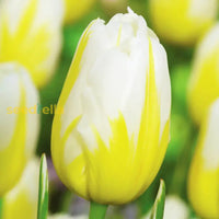 Gelb weiß tulip blume samen for anpflanzung