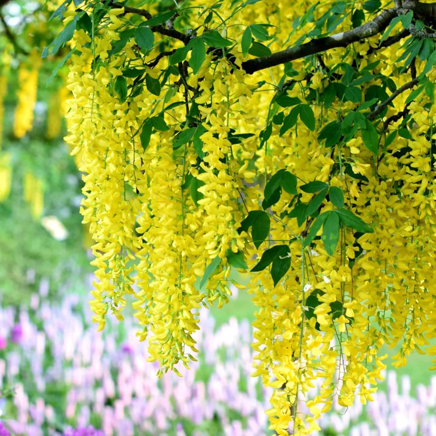 Gelb wisteria blume samen – golden cascading garten blooms
