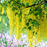 Gelb wisteria blume samen – golden cascading garten blooms
