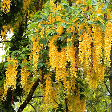 Gelb wisteria tree samen for anpflanzung – golden wisteria vine samen