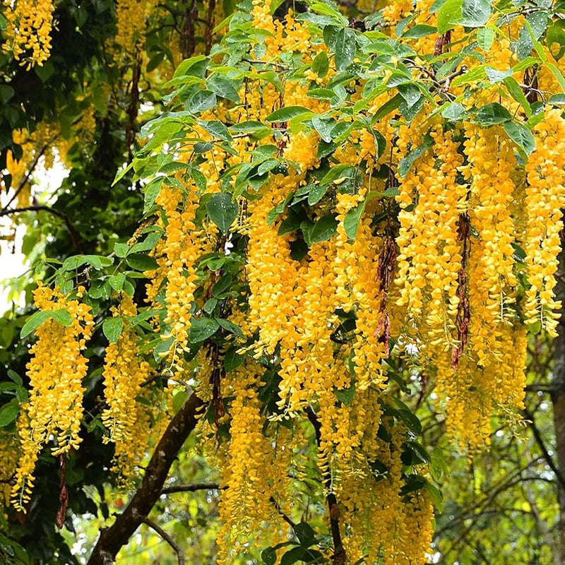Gelb wisteria tree samen for anpflanzung – golden wisteria vine samen