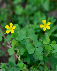 Gelb oxalis laciniata blume samen anpflanzung