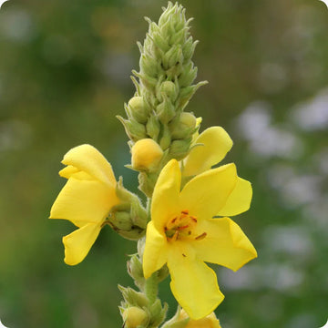 Gelb woolly mullein pflanze samen for anpflanzung