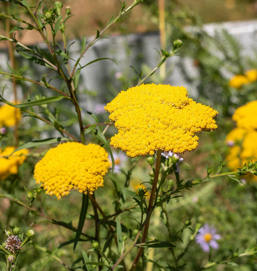 Gelb yarrow in garten – sunny floral landscape