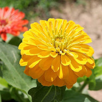 Gelb zinnia blume samen for anpflanzung