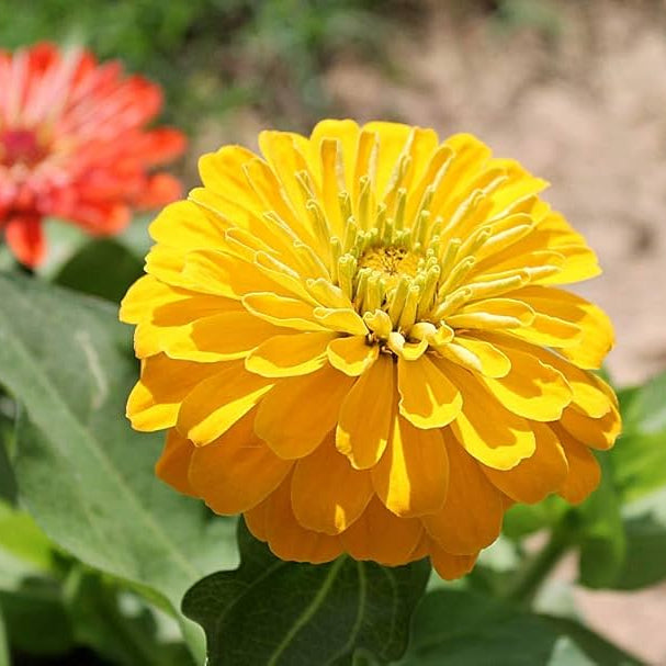 Gelb zinnia blume samen for anpflanzung