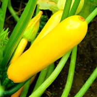 Gelbe zucchini samen für home gemüse gardens