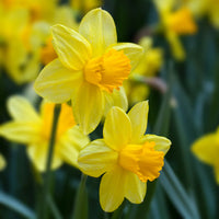 Narzisse Blumensamen zur Aussaat – pflegeleicht – Traditionssorte & ohne Gentechnik Samen Hausgarten