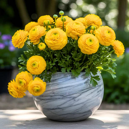 Gelb Ranunculus Asiaticus Blumensamen zur Aussaat Garten beliebt Traditionssorte & ohne Gentechnik Samen Hausgarten