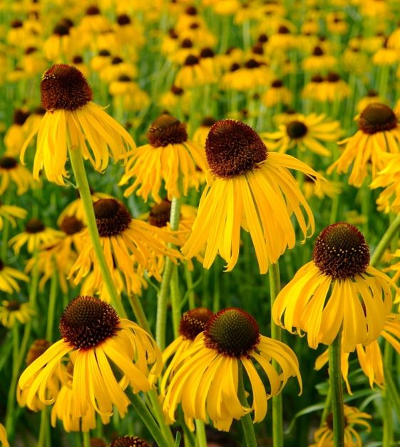 Graines d'échinacée à semer pour des fleurs vivaces