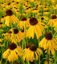 Sonnenhut Blumensamen zur Aussaat für mehrjährige Blüten