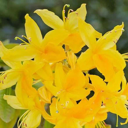 Yellowgreen azalea samen for anpflanzung