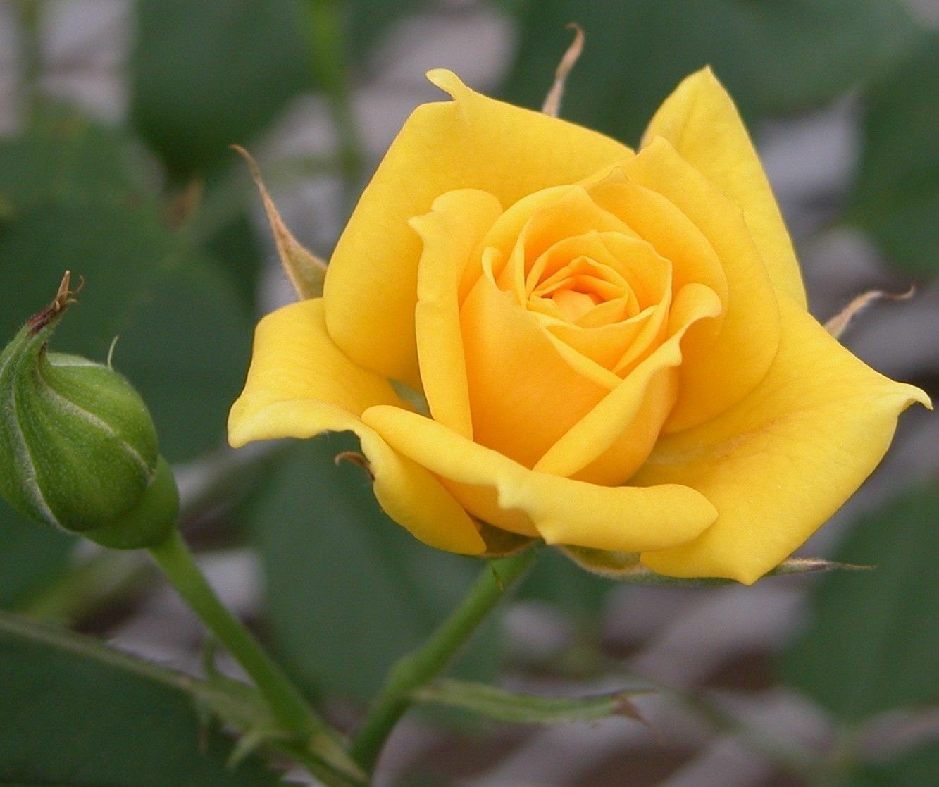 Gelb Rose Samen zur Aussaat – Garten Blüten