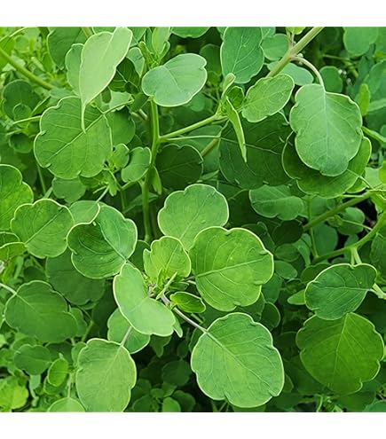 Yerba Porosa or Summer Cilantro Anbau in container