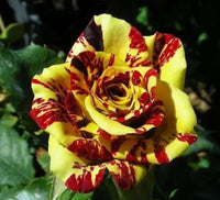 Rot & gelb rose blume samen - vibrant roses for anpflanzung in your garten