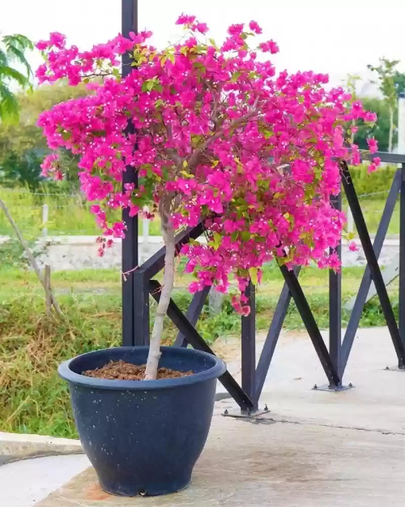 Rosa (rosa bougainvillea) samen for anpflanzung in home garten