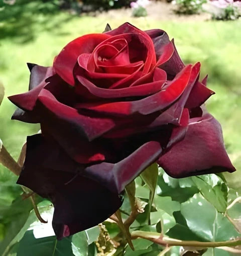 Rot Baccara Rose Samen zur Aussaat – Velvet Rot Blüten – hochwertige Qualitäts- Garten Samen