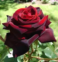 Rot Baccara Rose Samen zur Aussaat – Velvet Rot Blüten – hochwertige Qualitäts- Garten Samen