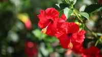 Rot Hibiskus Blumensamen zur Aussaat Landhaus Garten wichtig Traditionssorte & ohne Gentechnik Samen Hausgarten