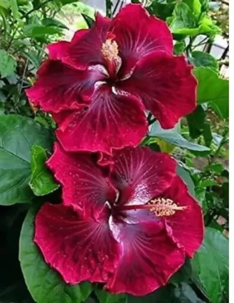 Rot Schwarz Hibiskus Blumensamen zur Aussaat Bestäuber freundlich Traditionssorte & ohne Gentechnik Samen Hausgarten