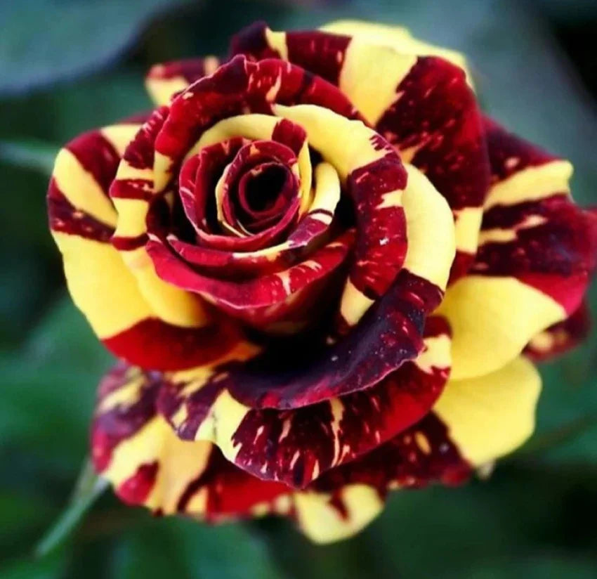 Rot & gelb rose blume samen - vibrant roses for anpflanzung in your garten