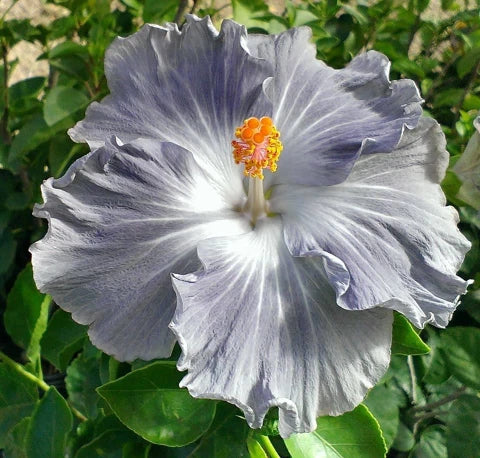 hell Grey Hibiskus Blumensamen zur Aussaat lang Blüte Saison Traditionssorte & ohne Gentechnik Samen Hausgarten