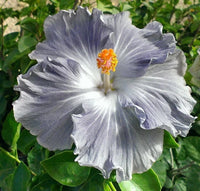 hell Grey Hibiskus Blumensamen zur Aussaat lang Blüte Saison Traditionssorte & ohne Gentechnik Samen Hausgarten