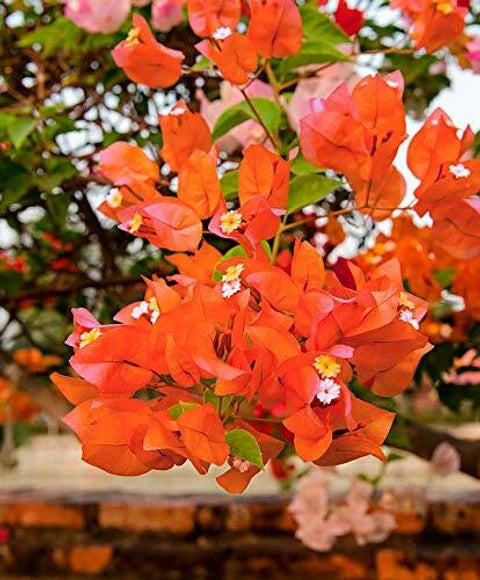 Braun Drillingsblume Blumensamen zur Aussaat