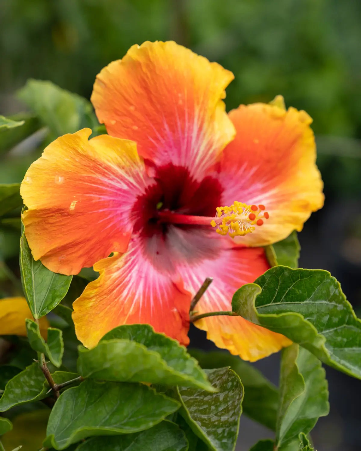Orange Rosa Hibiskus Blumensamen zur Aussaat robust Sorte Traditionssorte & ohne Gentechnik Samen Hausgarten