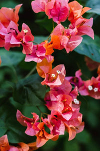 Orange rosa bougainvillea blume samen for anpflanzung wildflower mix heirloom & gmo free samen for home garten 
 
 sale for anpflanzung in home garten