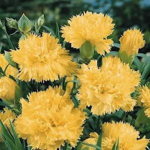 Gelb Nelke Blumensamen zur Aussaat Anzucht Traditionssorte & ohne Gentechnik Samen Hausgarten