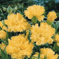 Gelb Nelke Blumensamen zur Aussaat Anzucht Traditionssorte & ohne Gentechnik Samen Hausgarten