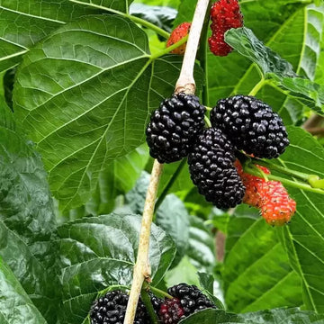 Mulberry (mulberry blume) samen for anpflanzung in home garten