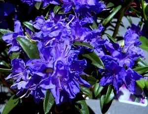 Violet azalea samen for anpflanzung - brighten your space