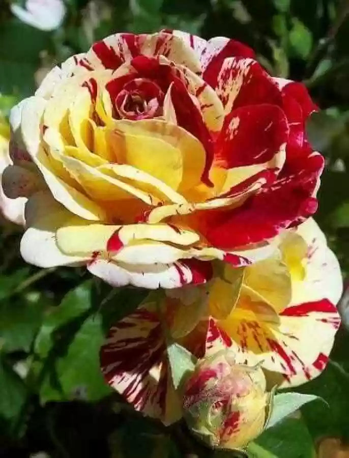 Rot & gelb rose blume samen - vibrant roses for anpflanzung in your garten